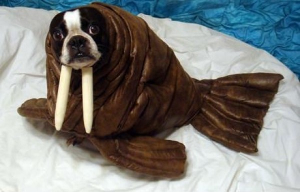 chien morse