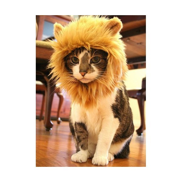 chat lion