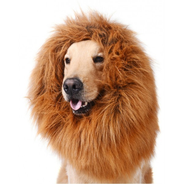 chien lion