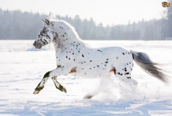 L’appaloosa