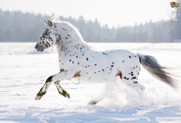 L’appaloosa