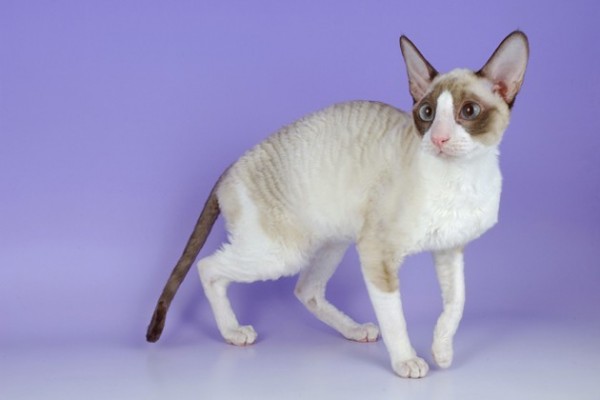 Cornish Rex