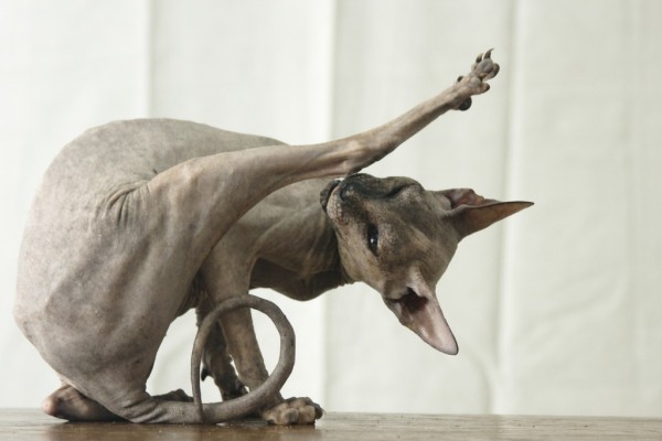 Peterbald