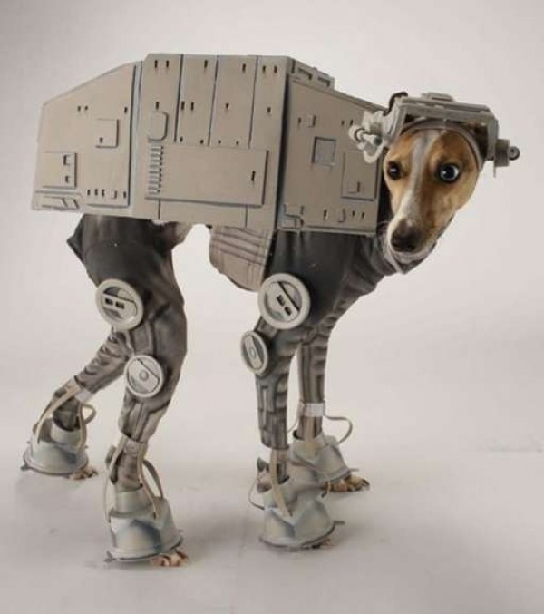 chien robot