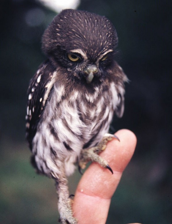 Bébé Hibou