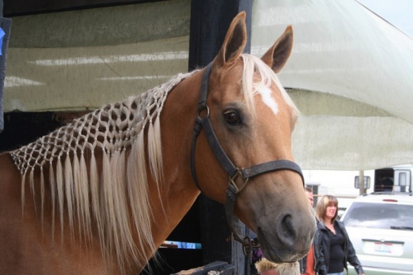 Le cheval arabe et le pur-sang arabe