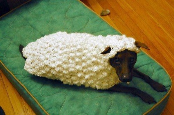 chien de berger devenu mouton
