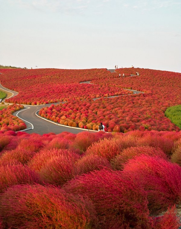 Japon - Parc Hitachi