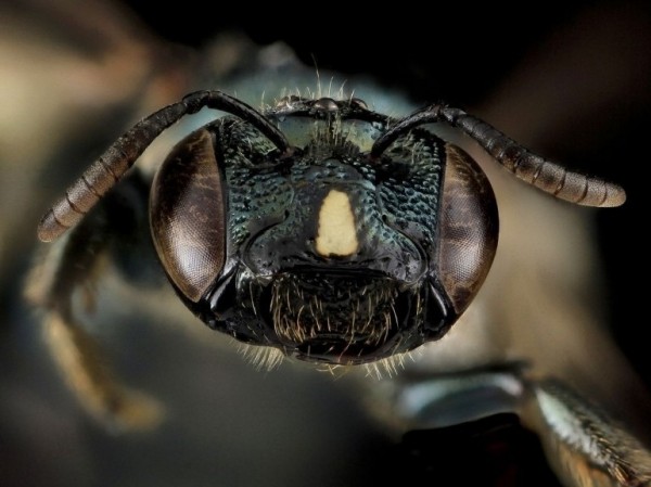 Une abeille charpentière