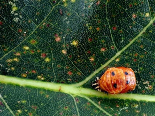 Une coccinelle