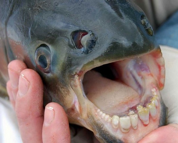 Le pacu