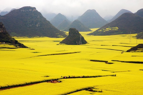 Chine - Champs de fleurs de Canola