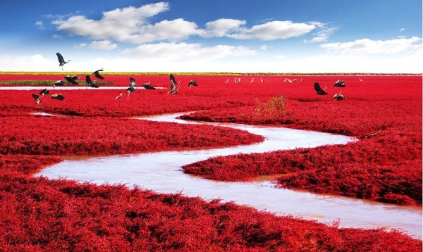 Chine - Plage rouge de Panjin