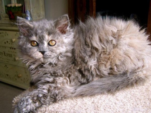 Selkirk Rex