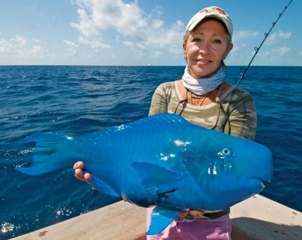 Le poisson clown bleu