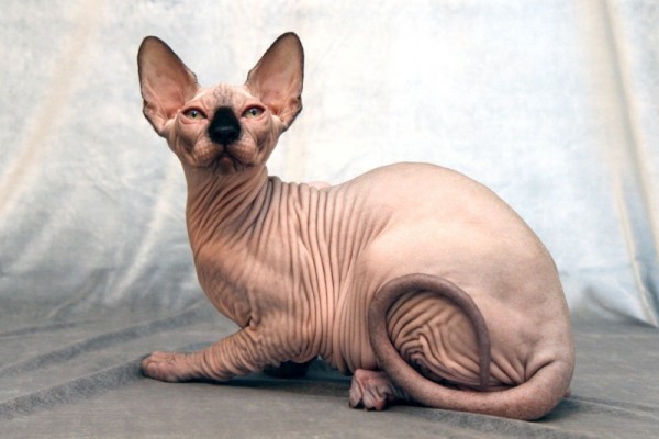 Sphynx