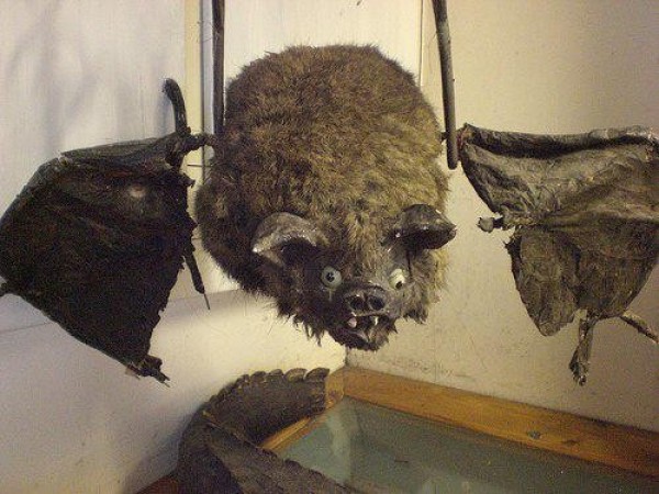 La chauve souris débile