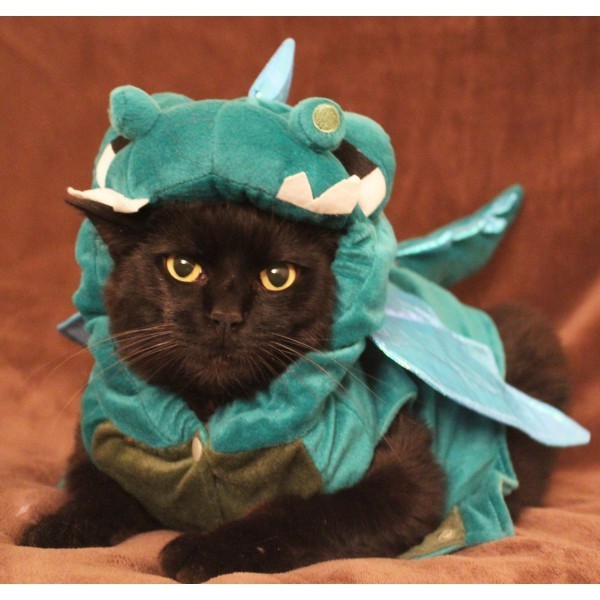 chat dragon