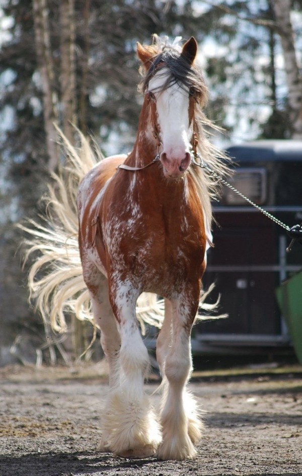 Le Clydesdale