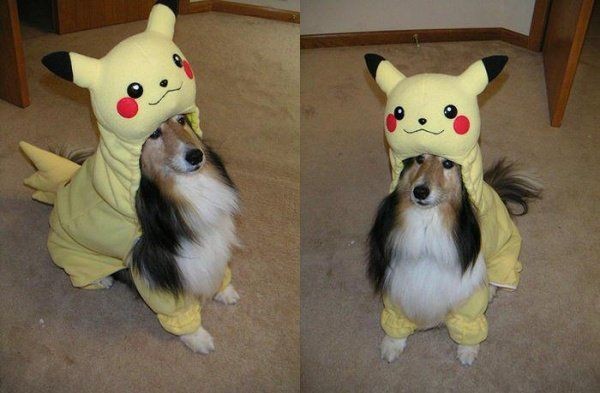 chien pikachu