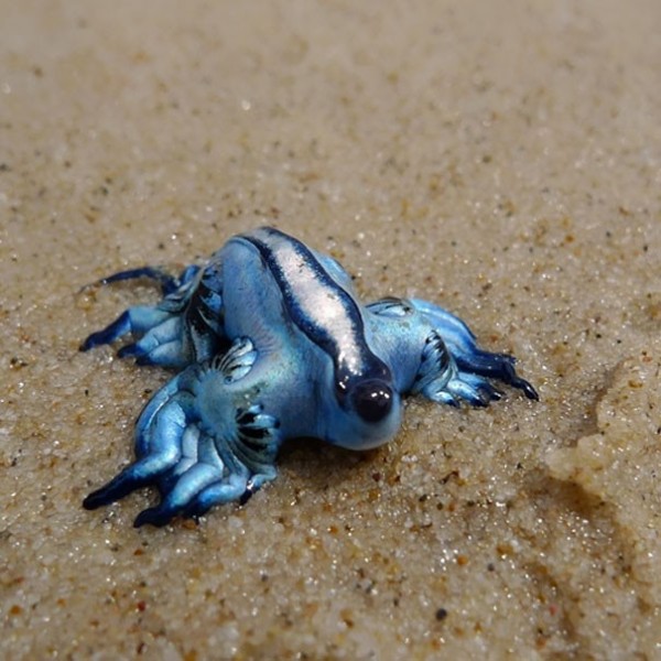 Le Glaucus Atlanticus