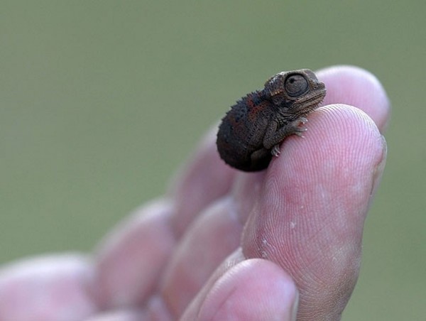 Bébé Caméléon